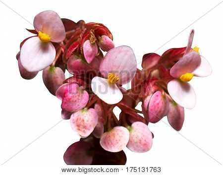 Flowers of Begonia Closeup Isolated on White Background