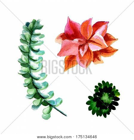 Wildflower succulentus flower in a watercolor style isolated. Full name of the plant: succulentus. Aquarelle wild flower for background, texture, wrapper pattern, frame or border.