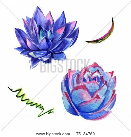 Wildflower succulentus flower in a watercolor style isolated. Full name of the plant: succulentus. Aquarelle wild flower for background, texture, wrapper pattern, frame or border.
