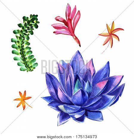 Wildflower succulentus flower in a watercolor style isolated. Full name of the plant: succulentus. Aquarelle wild flower for background, texture, wrapper pattern, frame or border.