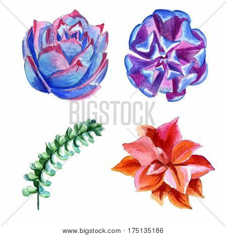Wildflower succulentus flower in a watercolor style isolated. Full name of the plant: succulentus. Aquarelle wild flower for background, texture, wrapper pattern, frame or border.