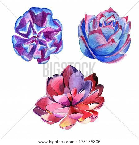Wildflower succulentus flower in a watercolor style isolated. Full name of the plant: succulentus. Aquarelle wild flower for background, texture, wrapper pattern, frame or border.