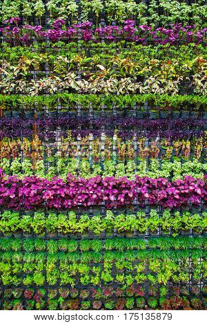 Vertical garden plant walls of natrue background