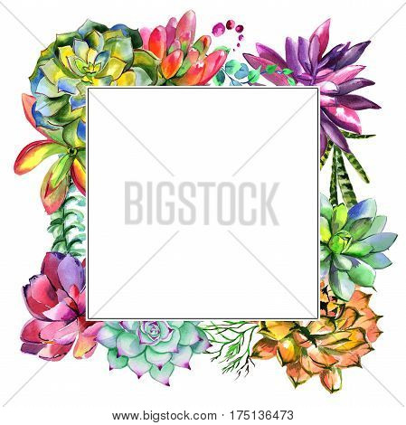 Wildflower succulentus flower frame in a watercolor style isolated. Full name of the plant: succulentus. Aquarelle wild flower for background, texture, wrapper pattern, frame or border.