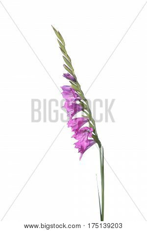 Marsh Gladiolus (Gladiolus imbricatus) isolated on white background