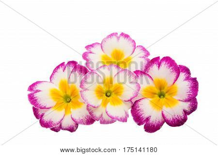 Primrose Pink flower isolated on white background