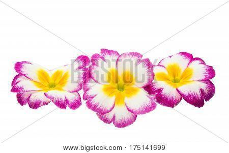 Primrose Pink flower isolated on white background