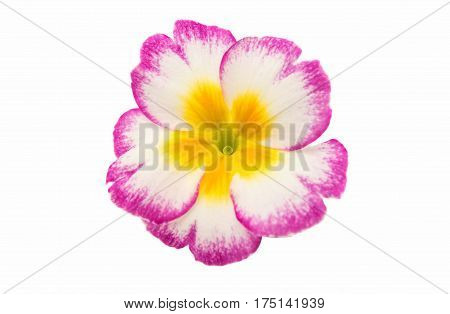 Primrose Pink flower isolated on white background