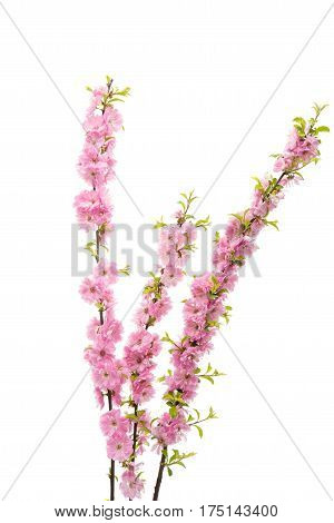 sakura Spring flower isolated on white background