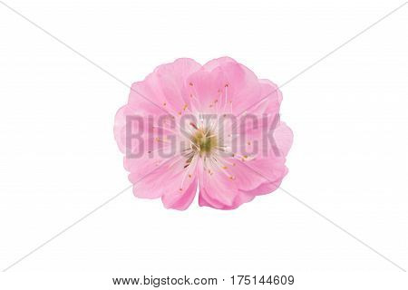 sakura Spring flower isolated on white background