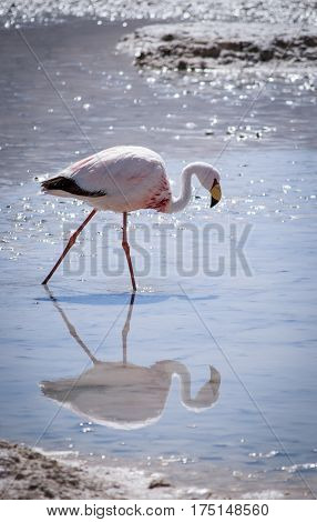 One pink flamingo in the Hedionda lagoon and its reflection in water Bolivia South America