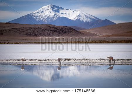 Snow peaked mountains reflect in a blue lake where three flamingos stand Bolivia