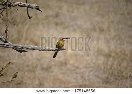 Colorful white-fronted bee eater on the look out on a branch with brown background
