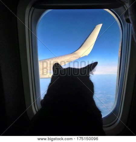 Aviation cat flying in airplane looking out porthole overlooking blue sky wing. Silhouette cat in airplane window.