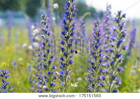 blooming purple Echium vulgare flowers in june