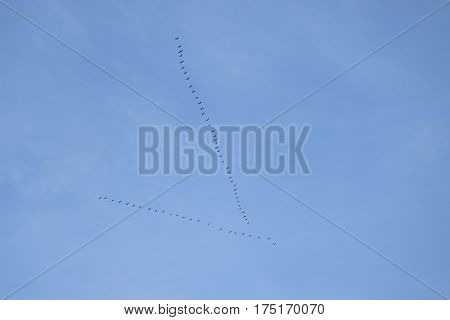 Flock of geese flies in V formation, during their winter migration.