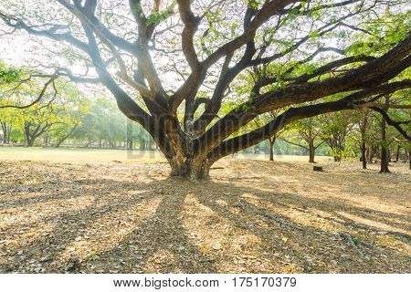 Autumn on green garden ,Vachirabenjatas Park (Rot Fai Park) Bangkok Thailand.
