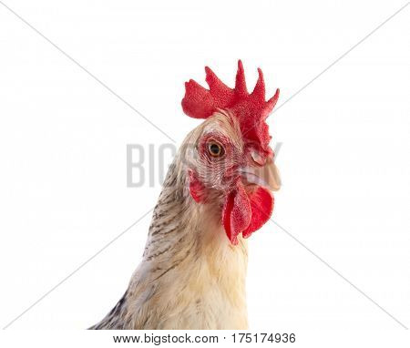 Sussex hen original from England on white background