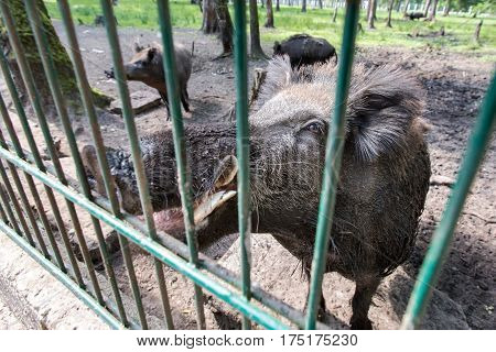 Ferocious wild boar in a cage. no people