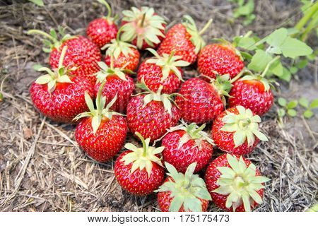 ripe strawberries ripe from the bush lying on the ground near the strawberry bushes top view