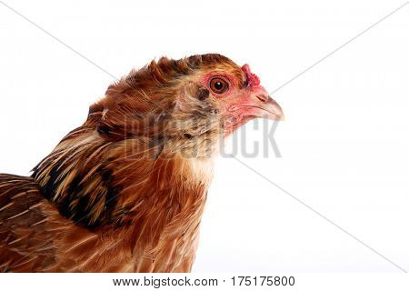 Araucana hen of blue easter eggs native of Chile on white background