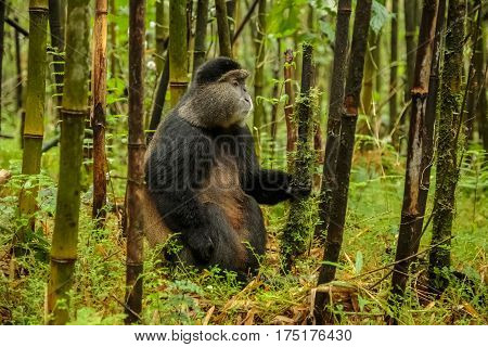 Rwandan Golden Monkey Sitting In The Middle Of Bamboo Forest, Rwanda