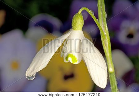 Galanthus