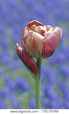 Red And White Tulip.