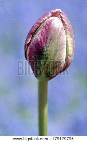 Red And White Tulip.