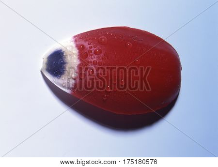 Tulip Leaf