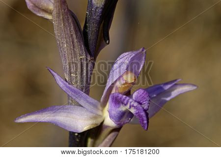 Violet Limodore (limodorum Abortivum)