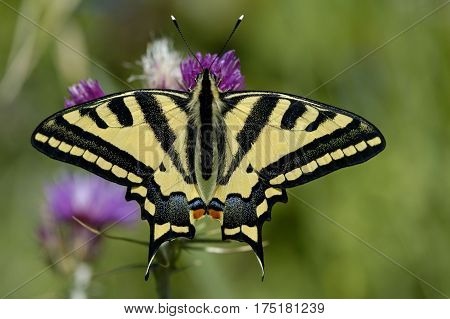 Oldworld Swallowtail (papilio Machaon)