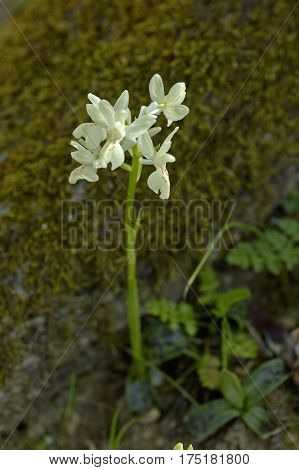 White Helleborine (cephalanthera Damasonium)