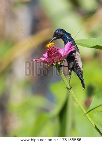 Image of a bird (purple sunbird). Wild Animals.