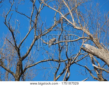 A male red should hawk stretches his wings having just delivered a little fish to his nesting mate in the nest.