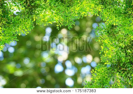 tree branch over nature blue and green bokeh light in a forest background, ecology concept