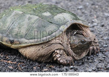 Snapping turtle (Chelydra serpentina) on the side of  a country roadway. They are found throughout most of the southern part of Ontario and as far north as Thunder Bay