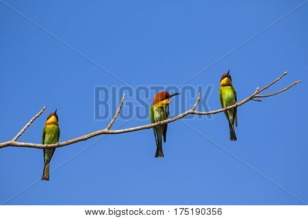 Image of bird on the branch on sky background. Wild Animals. Chestnut-headed Bee-eater (Merops leschenaulti)