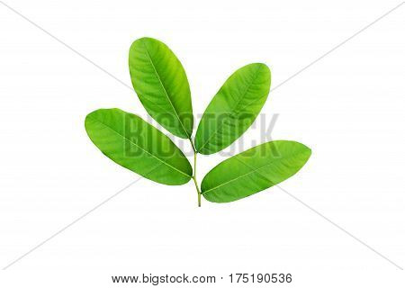 green leaf isolated on a white background