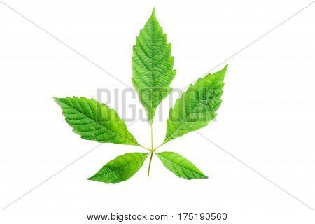 green leaf isolated on a white background