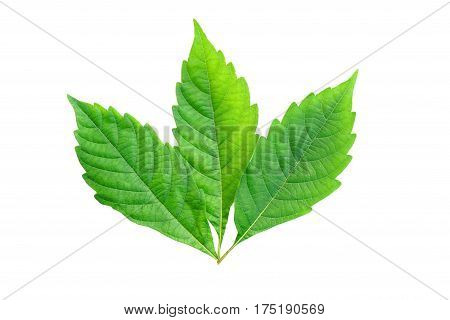 green leaf isolated on a white background