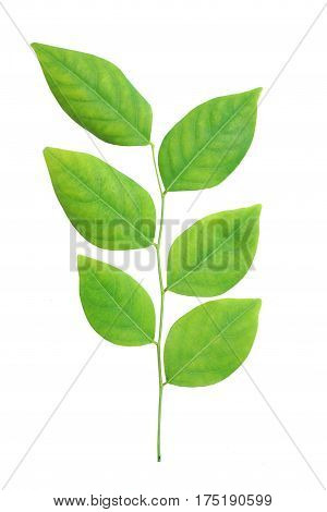 green leaf isolated on a white background