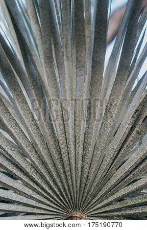 Closeup photo of palm tree leave. Vintage looking tropical palm tree leaf texture.
