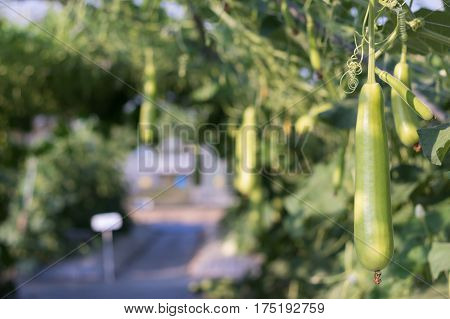 Close up Luffa gourd or Luffa Cylindrica growing in field plant agriculture farm.
