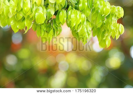 nature green branch leaves in a forest with spring bokeh light background
