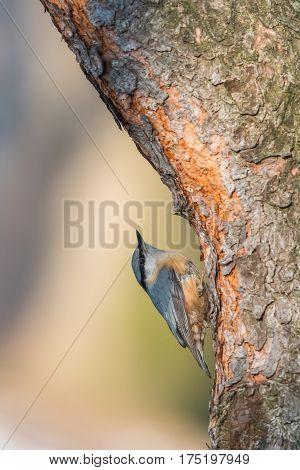 The Eurasian nuthatch or wood nuthatch (Sitta europaea) sitting on the branch in a winter time.