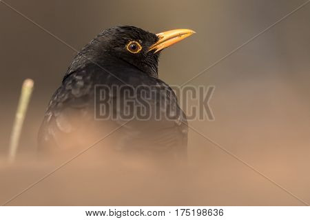 Portrait of the Common blackbird (Turdus merula).