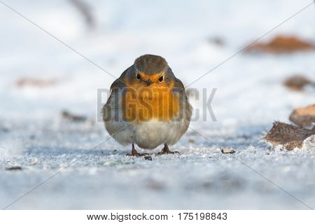 Bird in winter - European robin (Erithacus rubecula).