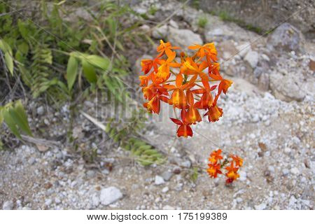 Beautiful orange flower cluster of Epidendrum ibaguense crucifix orchid growing in natural environment in Chiapas Mexico