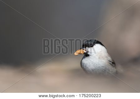 The marsh tit (Poecile palustris) with a nut in his beak.